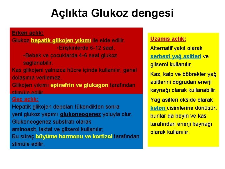 Açlıkta Glukoz dengesi Erken açlık: Glukoz hepatik glikojen yıkımı ile elde edilir. • Erişkinlerde