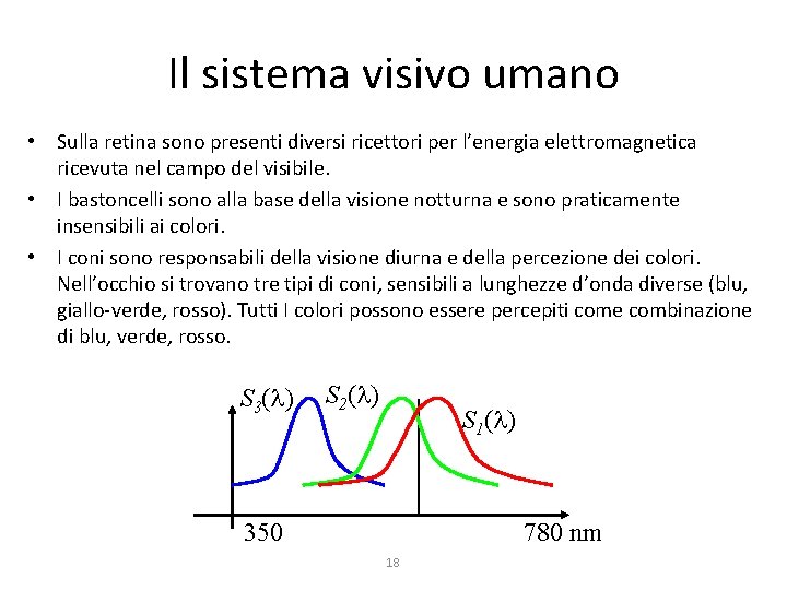 Il sistema visivo umano • Sulla retina sono presenti diversi ricettori per l’energia elettromagnetica