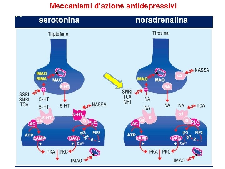 Meccanismi d’azione antidepressivi 