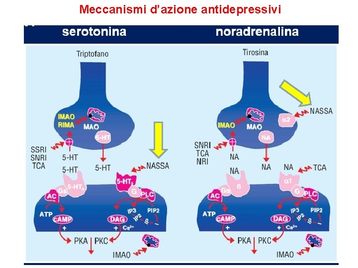 Meccanismi d’azione antidepressivi 