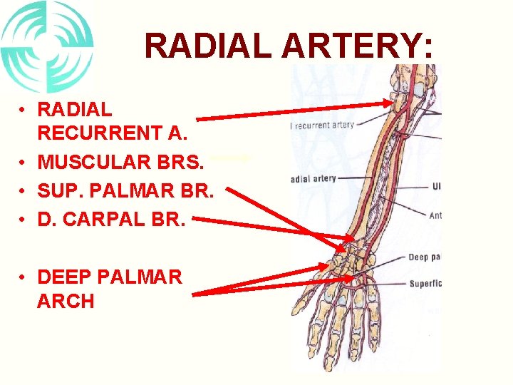 RADIAL ARTERY: • RADIAL RECURRENT A. • MUSCULAR BRS. • SUP. PALMAR BR. •