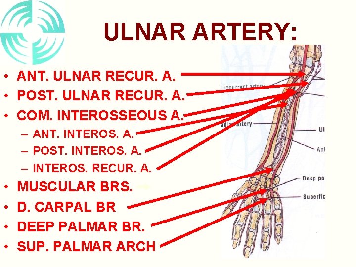 ULNAR ARTERY: • ANT. ULNAR RECUR. A. • POST. ULNAR RECUR. A. • COM.