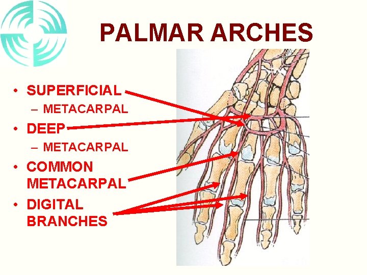 PALMAR ARCHES • SUPERFICIAL – METACARPAL • DEEP – METACARPAL • COMMON METACARPAL •