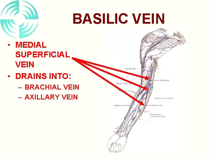 VESSELS OF THE UPPER EXTREMITY COLLATERAL CIRCULATION DEFINITION
