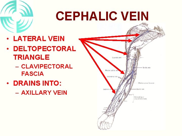 CEPHALIC VEIN • LATERAL VEIN • DELTOPECTORAL TRIANGLE – CLAVIPECTORAL FASCIA • DRAINS INTO: