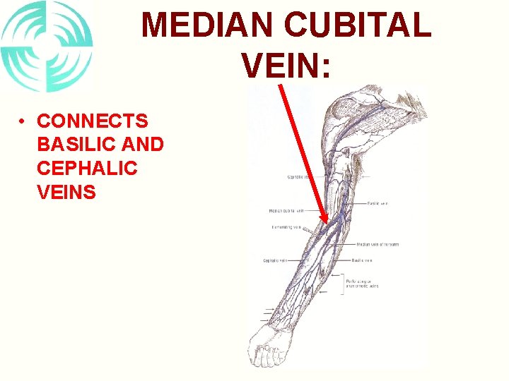 MEDIAN CUBITAL VEIN: • CONNECTS BASILIC AND CEPHALIC VEINS 