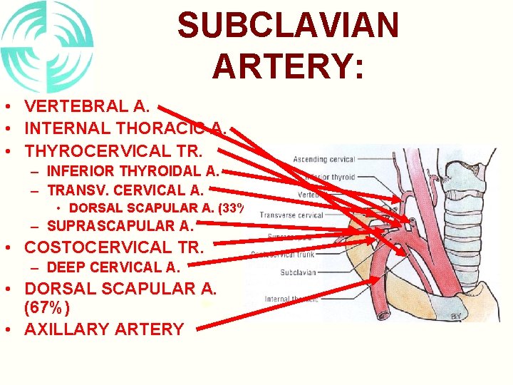 SUBCLAVIAN ARTERY: • VERTEBRAL A. • INTERNAL THORACIC A. • THYROCERVICAL TR. – INFERIOR