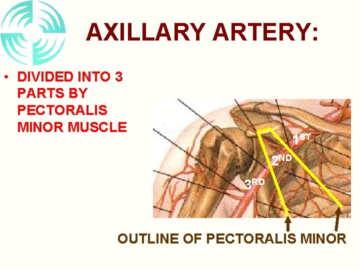 AXILLARY ARTERY: • DIVIDED INTO 3 PARTS BY PECTORALIS MINOR MUSCLE 1 ST 2