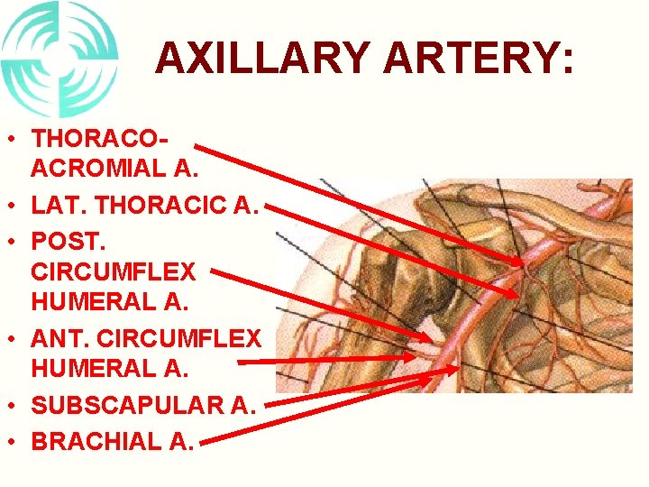 AXILLARY ARTERY: • THORACOACROMIAL A. • LAT. THORACIC A. • POST. CIRCUMFLEX HUMERAL A.