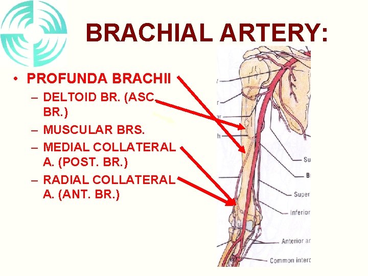 BRACHIAL ARTERY: • PROFUNDA BRACHII – DELTOID BR. (ASC. BR. ) – MUSCULAR BRS.