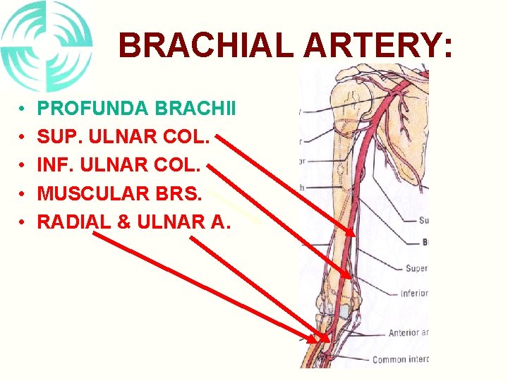 BRACHIAL ARTERY: • • • PROFUNDA BRACHII SUP. ULNAR COL. INF. ULNAR COL. MUSCULAR