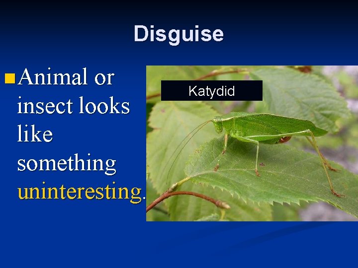 Disguise n Animal or insect looks like something uninteresting. Katydid 