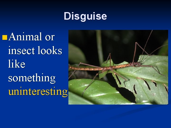 Disguise n Animal or insect looks like something uninteresting. 
