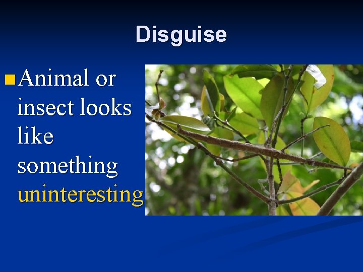 Disguise n Animal or insect looks like something uninteresting. 