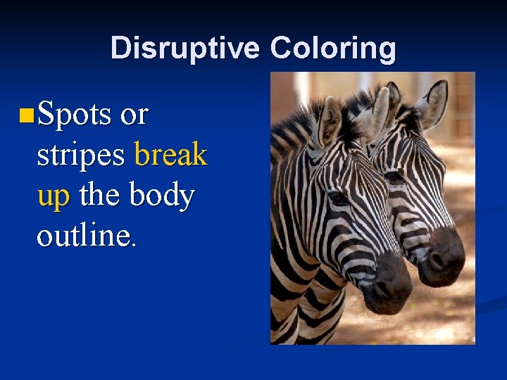 Disruptive Coloring n Spots or stripes break up the body outline. 