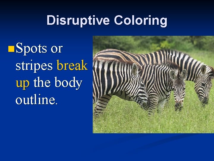 Disruptive Coloring n Spots or stripes break up the body outline. 