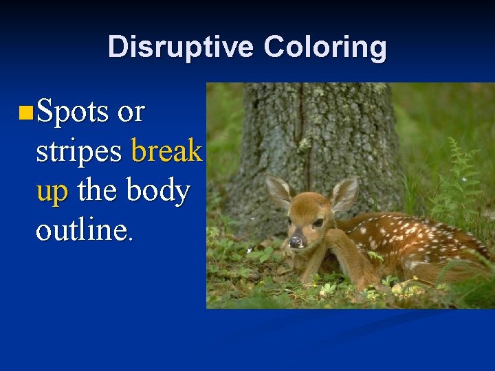 Disruptive Coloring n Spots or stripes break up the body outline. 