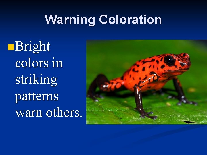 Warning Coloration n Bright colors in striking patterns warn others. 