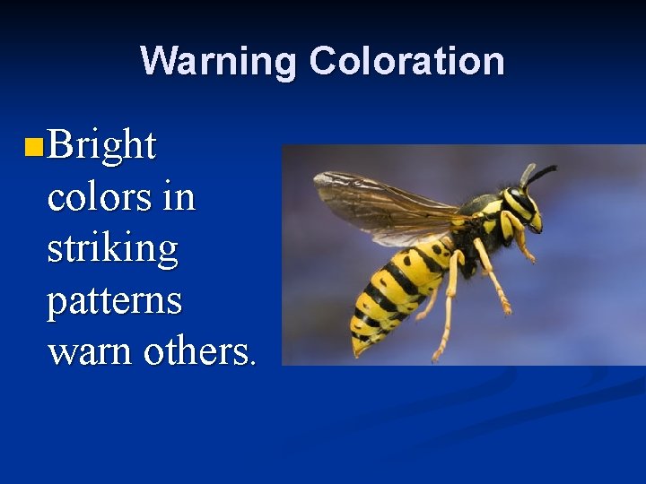 Warning Coloration n Bright colors in striking patterns warn others. 