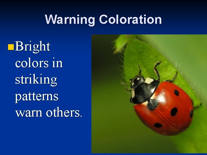 Warning Coloration n Bright colors in striking patterns warn others. 