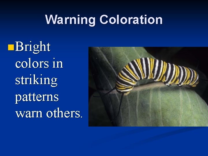 Warning Coloration n Bright colors in striking patterns warn others. 