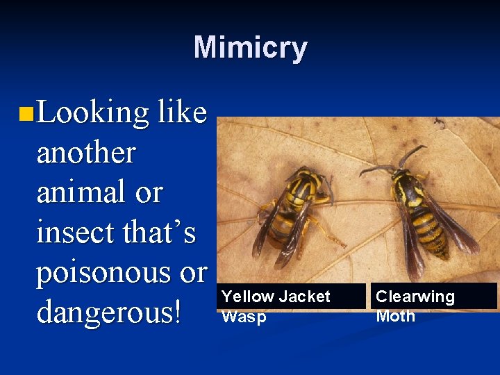 Mimicry n Looking like another animal or insect that’s poisonous or dangerous! Yellow Jacket