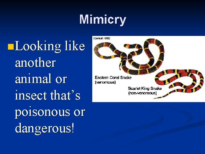 Mimicry n Looking like another animal or insect that’s poisonous or dangerous! 