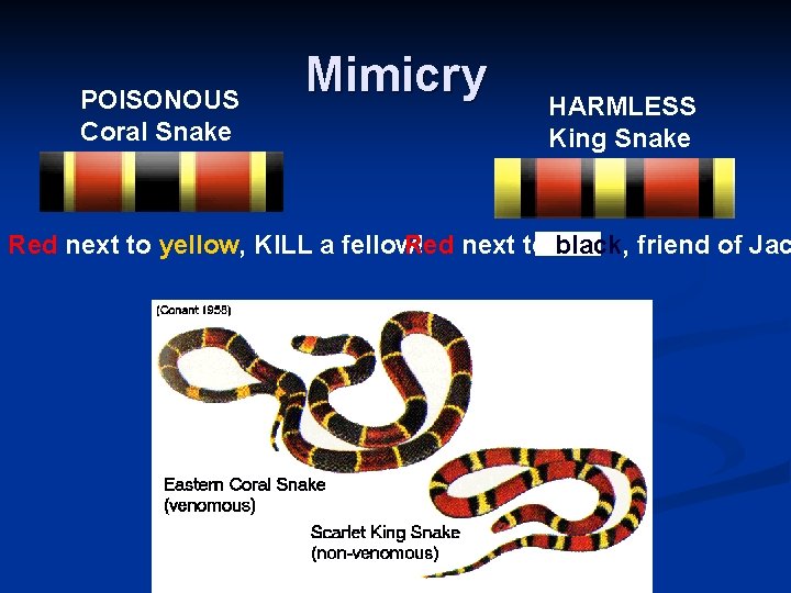 POISONOUS Coral Snake Mimicry HARMLESS King Snake Red next to black, friend of Jac
