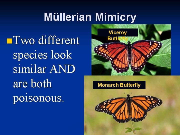 Müllerian Mimicry n Two different species look similar AND are both poisonous. Viceroy Butterfly
