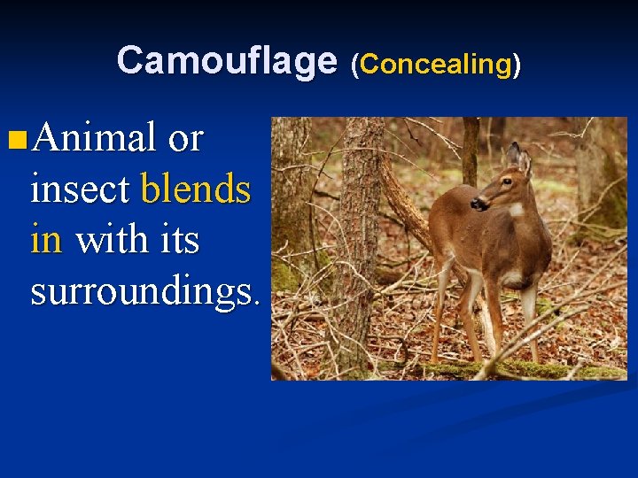Camouflage (Concealing) n Animal or insect blends in with its surroundings. 