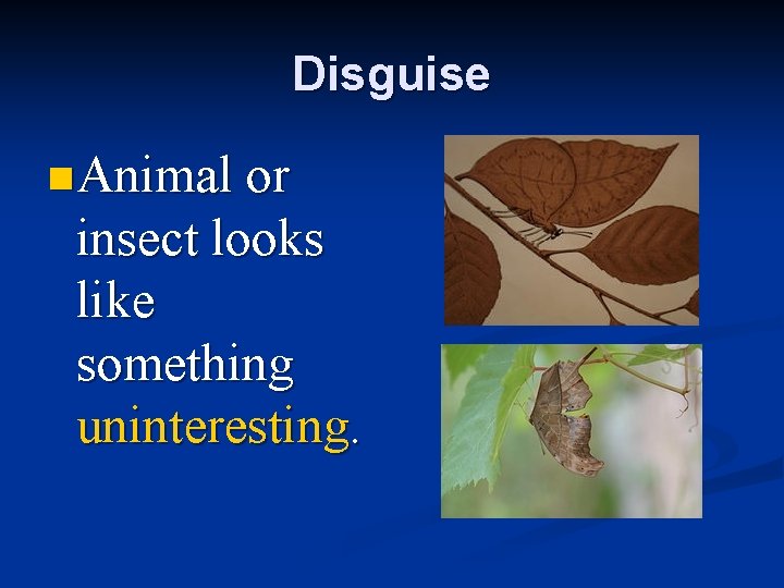 Disguise n Animal or insect looks like something uninteresting. 