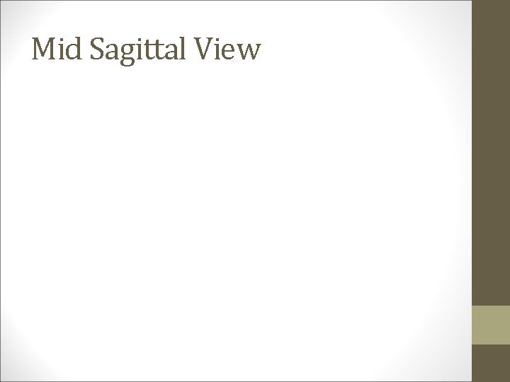 Mid Sagittal View 