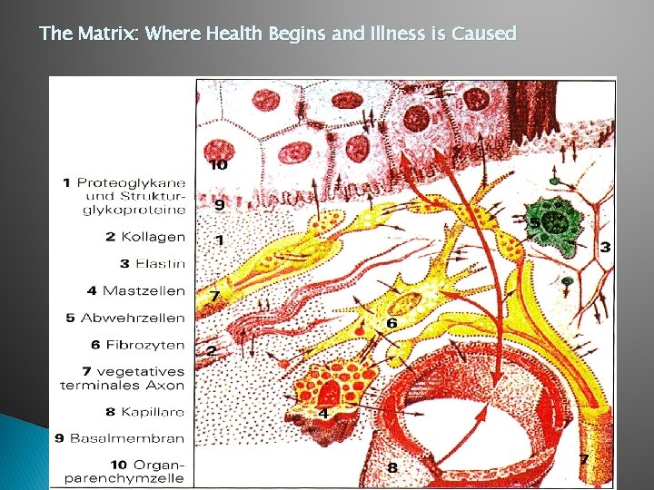 The Matrix: Where Health Begins and Illness is Caused 