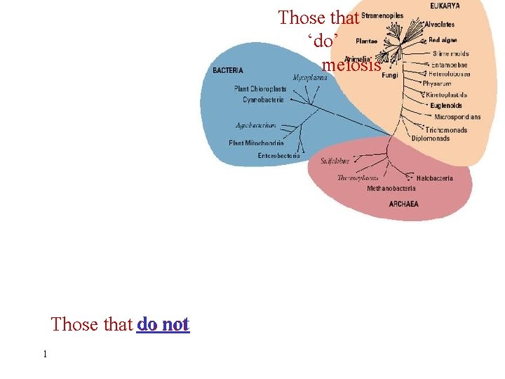 Those that ‘do’ meiosis Those that do not 1 