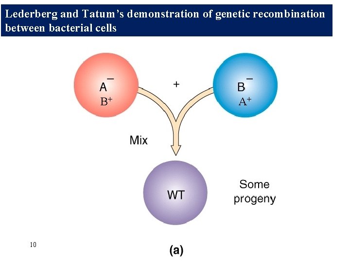 Lederberg and Tatum’s demonstration of genetic recombination between bacterial cells B+ 10 A+ 