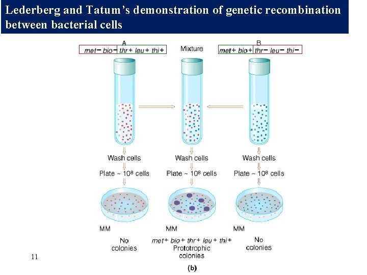 Lederberg and Tatum’s demonstration of genetic recombination between bacterial cells 11 