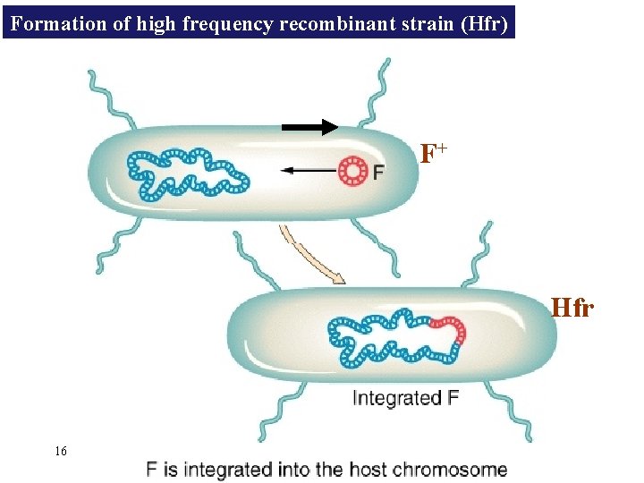 Formation of high frequency recombinant strain (Hfr) F+ Hfr 16 