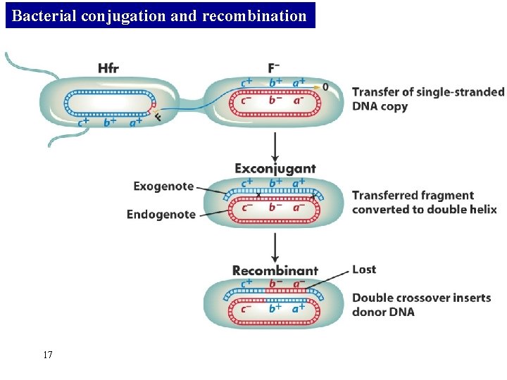 Bacterial conjugation and recombination 17 