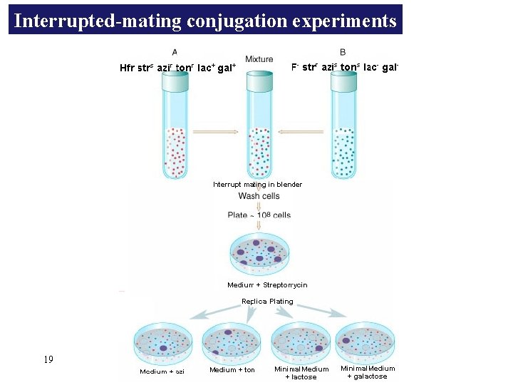 Interrupted-mating conjugation experiments 19 