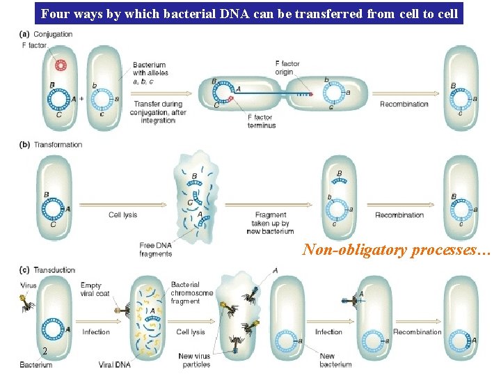 Four ways by which bacterial DNA can be transferred from cell to cell Non-obligatory