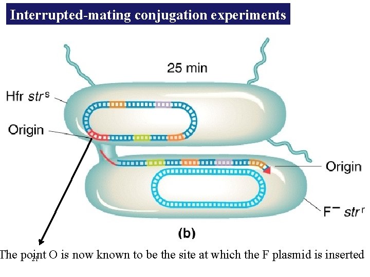 Interrupted-mating conjugation experiments The point 21 O is now known to be the site