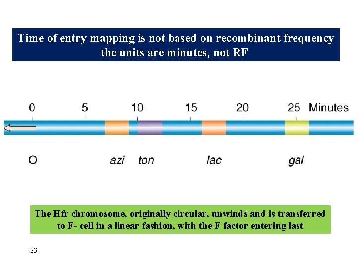 Time of entry mapping is not based on recombinant frequency the units are minutes,