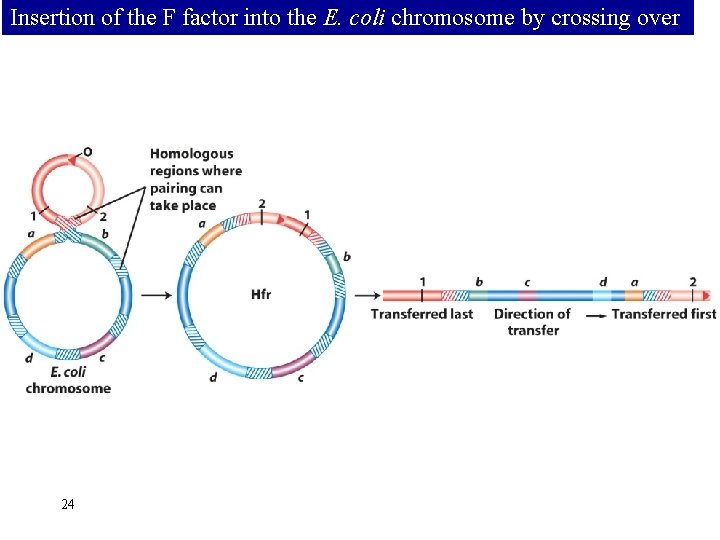 Insertion of the F factor into the E. coli chromosome by crossing over 24