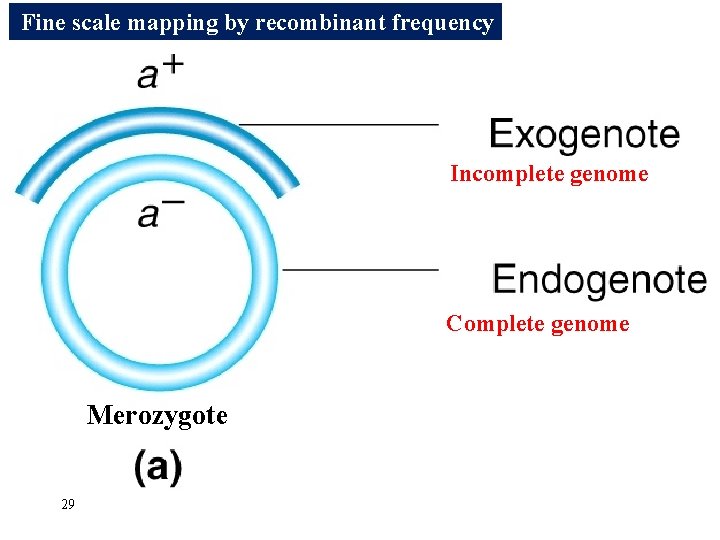 Fine scale mapping by recombinant frequency Incomplete genome Complete genome Merozygote 29 