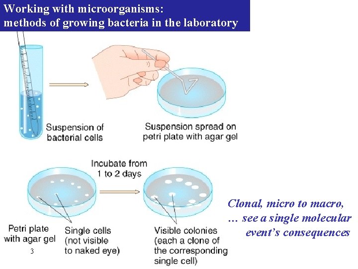 Working with microorganisms: methods of growing bacteria in the laboratory Clonal, micro to macro,