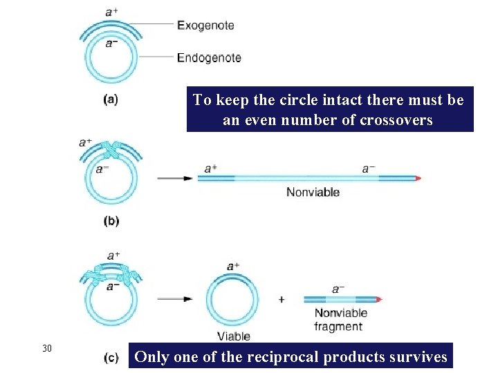 To keep the circle intact there must be an even number of crossovers 30