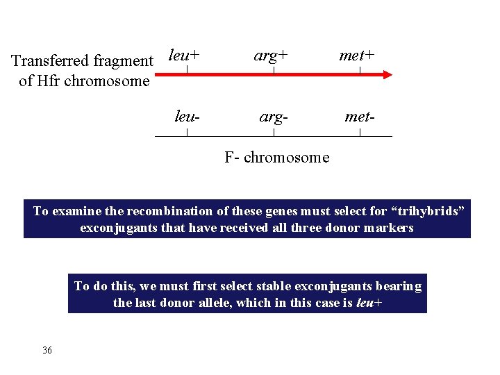 Transferred fragment leu+ of Hfr chromosome arg+ met+ leu- arg- met- F- chromosome To