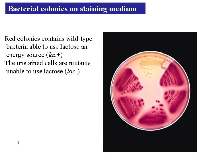 Bacterial colonies on staining medium Red colonies contains wild-type bacteria able to use lactose