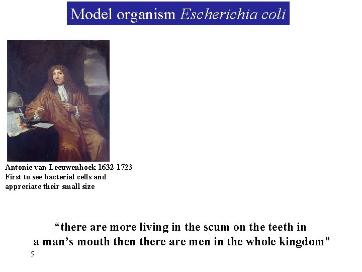 Model organism Escherichia coli Antonie van Leeuwenhoek 1632 -1723 First to see bacterial cells