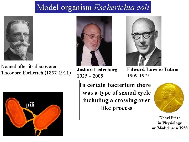 Model organism Escherichia coli Named after its discoverer Theodore Escherich (1857 -1911) pili Joshua